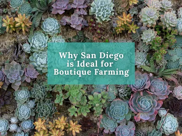 feature image of Why San Diego Is Ideal for Boutique Farming