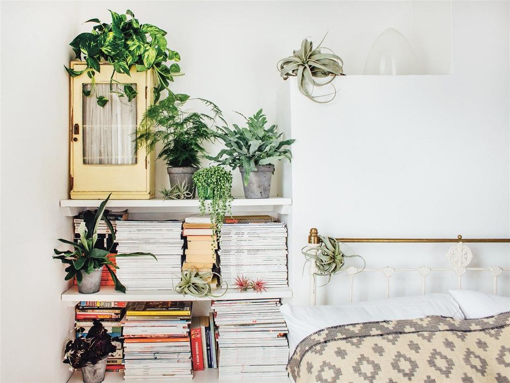 Houseplants 101