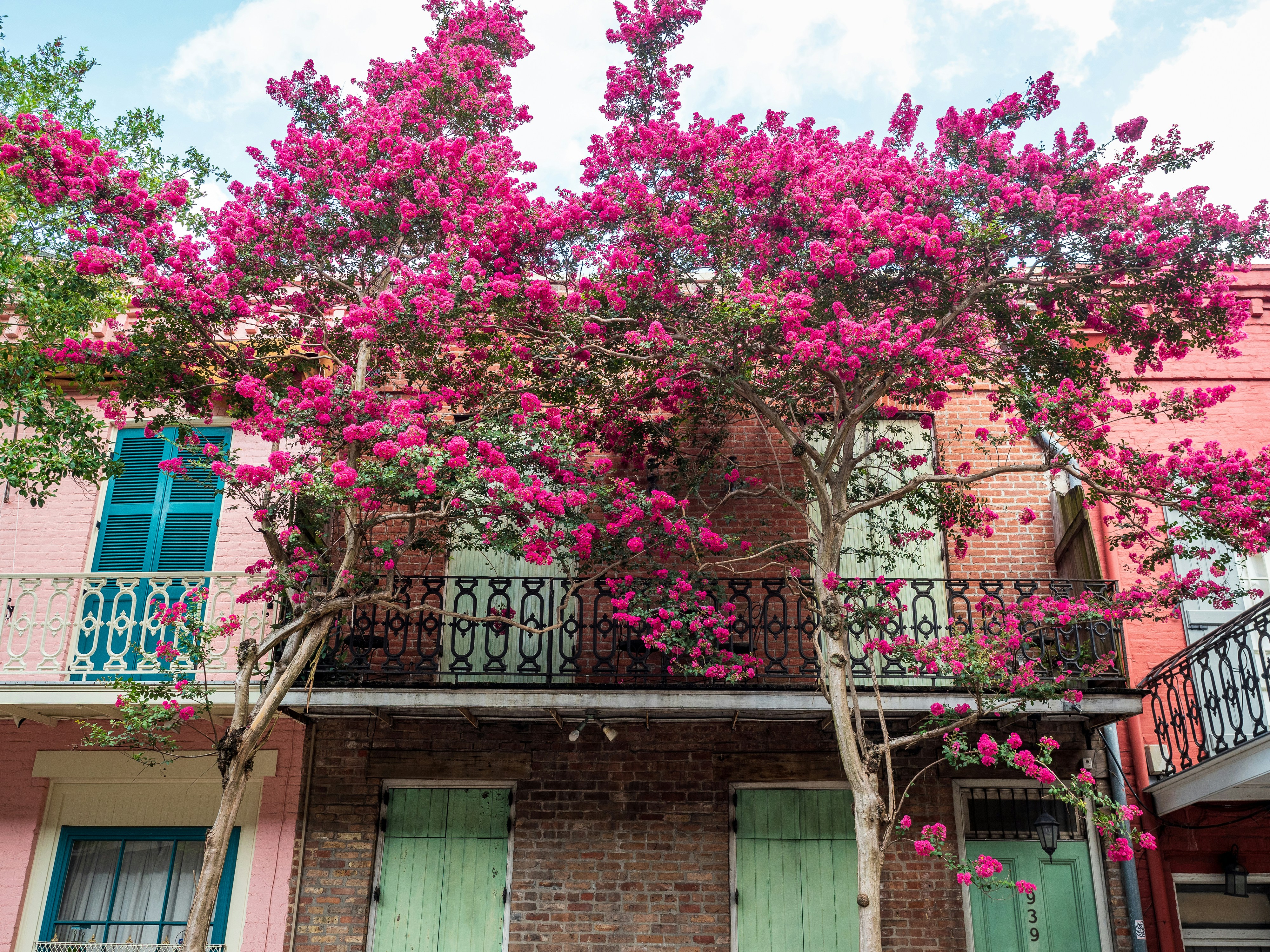 Crepe myrtle tree and Creole townhouse balcony