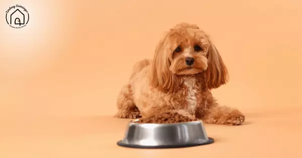 How to Build a Pet Feeding Station at Home