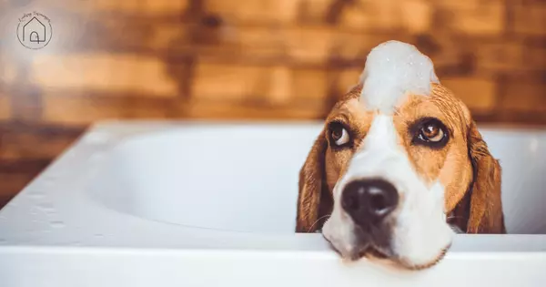 Turn Your Home into a Pet-Friendly Haven with a DIY Dog Wash Station