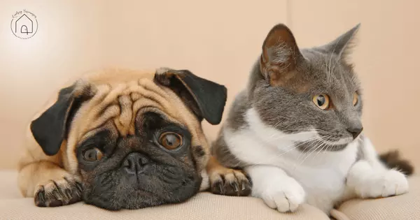 Keeping Pets Safe During Home Renovations