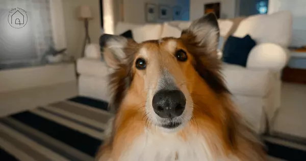 Pet-Proofing: What You Might Be Missing