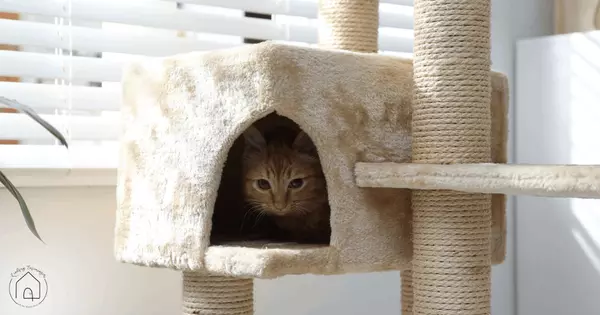 feature image of Simple Ideas for Cat Climbing Areas
