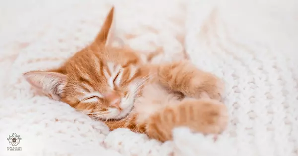 Creating a Cozy Sleeping Space for Your Pet