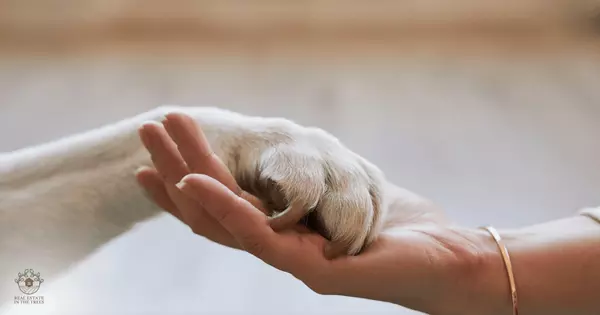 Designing a Pet-Friendly Outdoor Space