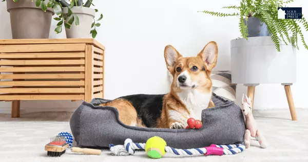 How to Make Your Pet Feel at Home