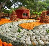 Best Pumpkin Patches in DFW: A Few Fall Favorites for 2026