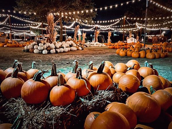 Best Pumpkin Patches in DFW: A Few Fall Favorites for 2026