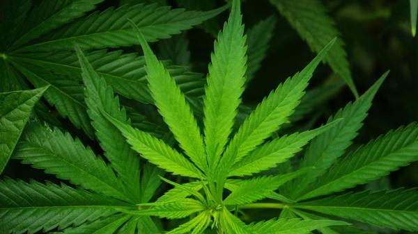 feature image of Texas's THC Crackdown: What the July 31 Ban Actually Does — and What It Doesn't