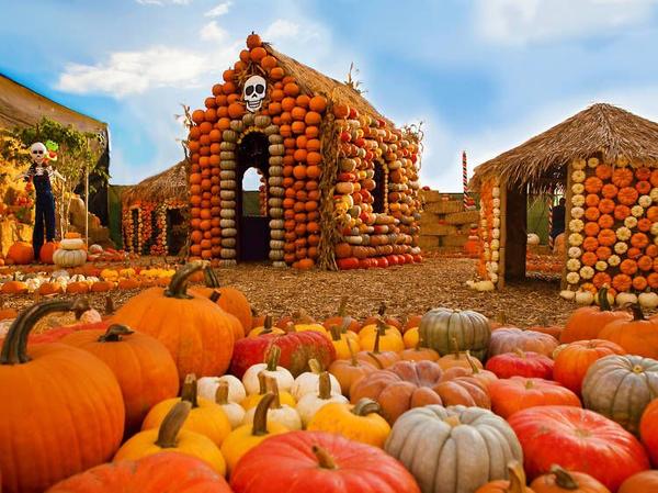 feature image of Best Pumpkin Patches in Dallas-Fort Worth: 2026 DFW Fall Guide