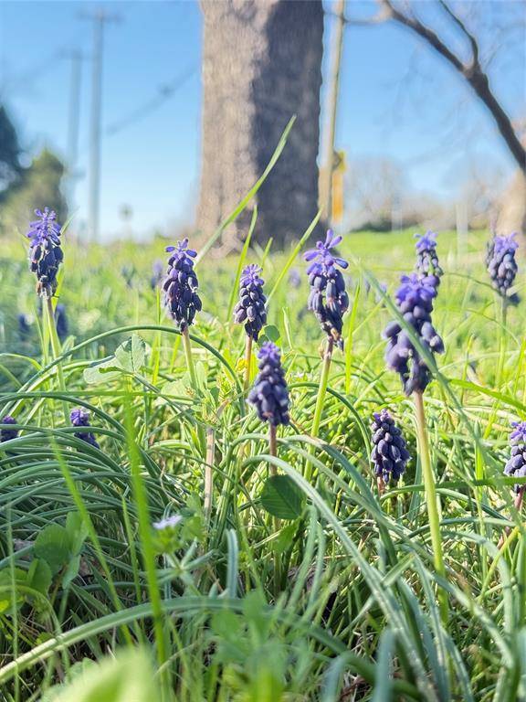 315 Smirl Drive, Heath, TX 75032