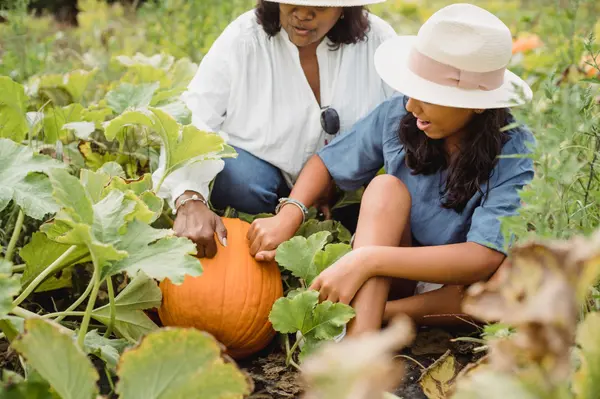 Fir Point Farms Harvest Festival: A Classic Fall Tradition Near Canby and Aurora