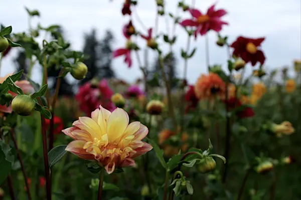 Living in Canby, Oregon: What the 'Best Places' Lists Don't Tell You (2026 Guide),Jennifer Schurter