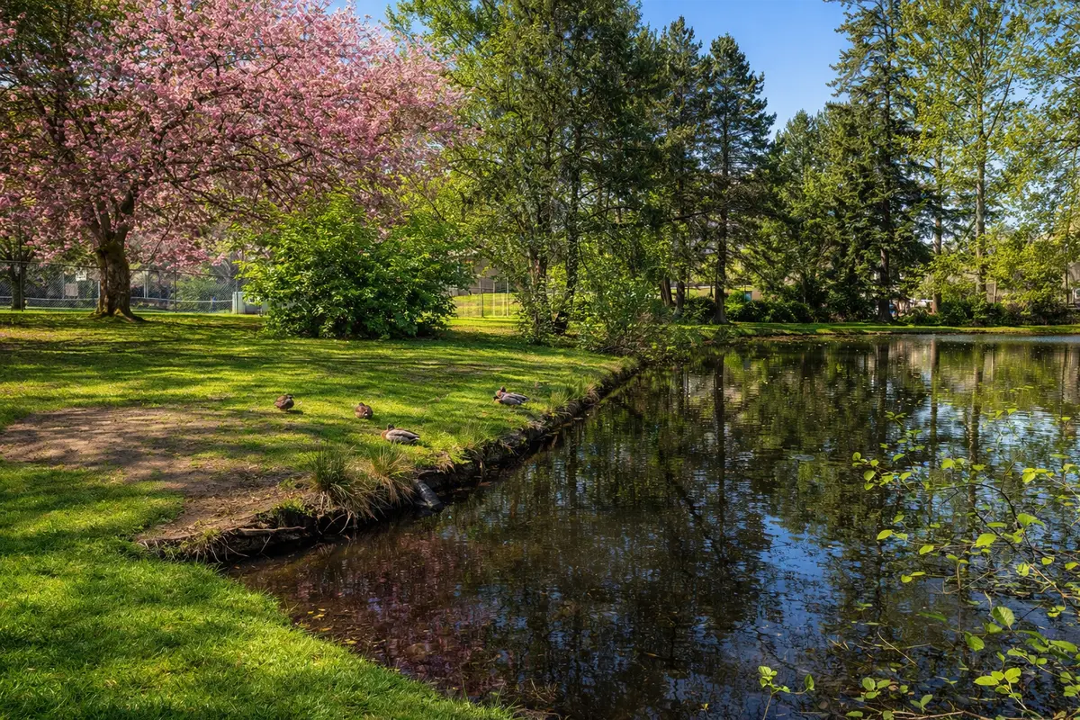 Duck pond at Alderwood Park in South Surrey surrounded by trees, green space, and walking areas near Alderwood 3 townhomes