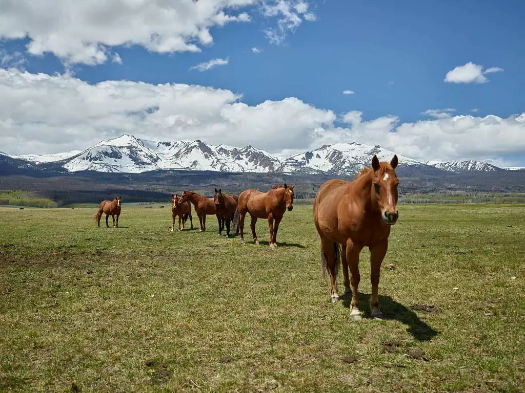 horses-return-to-the-corral-at-park-range-ranch-a-guest-ranch-but-only-for-bd8181-1024