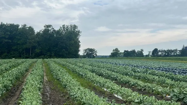 11 Tucker ST, Southwest Middlesex, ON N0L 1Z0