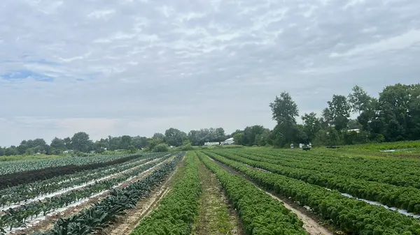 11 Tucker ST, Southwest Middlesex, ON N0L 1Z0