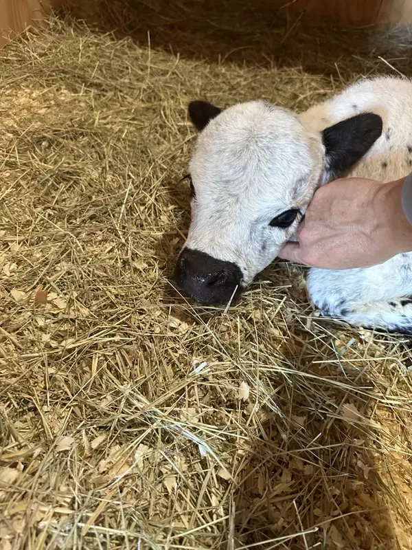 Honey Grove, TX 75446-4426,2590 County Road 2825