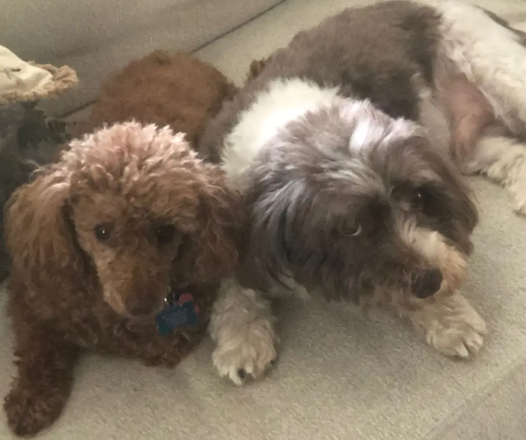 Exploring Bucks County with Your Dog: Parks, Events, and Tips