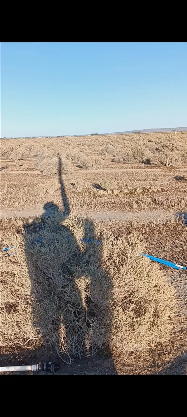 47805 55th St E, Lancaster, CA 93535-7818