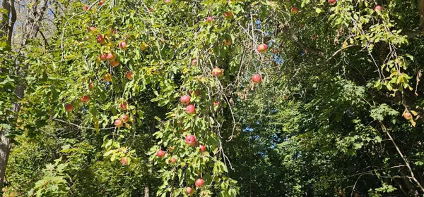 28.5 Elm ST, Fairfield, ME 04937