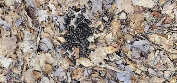 31, 31-1 Weymouth RD, Albion, ME 04910