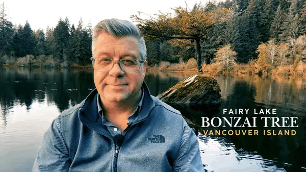 Fairy Lake Bonsai Tree