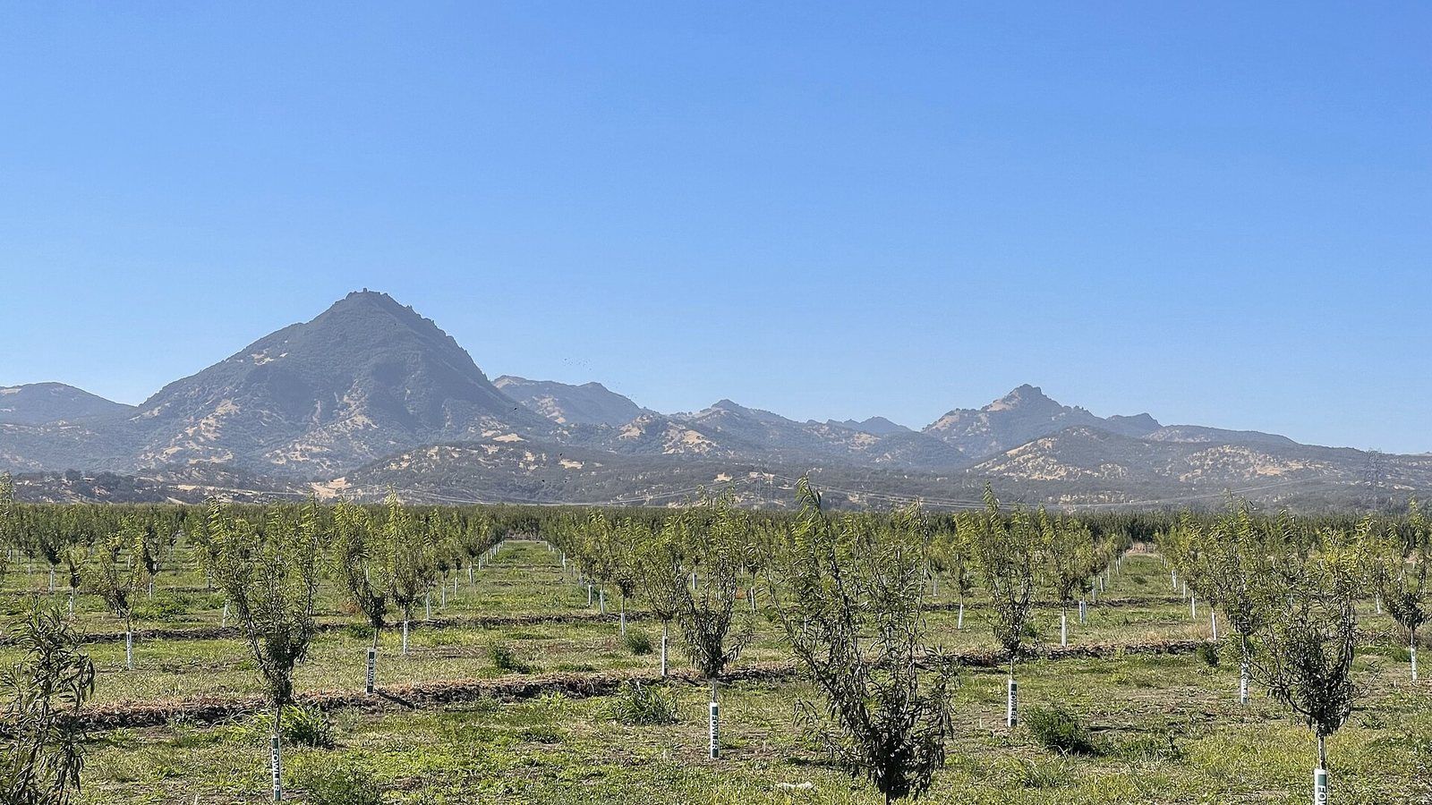 Rows of young orchard trees on flat farmland with the rugged peaks of the Sutter Buttes rising under a clear blue sky near Yuba City, California