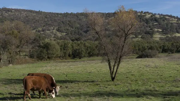 Buying Land or a Rural Home in Yuba County (2026): Zoning, Permits, Utilities and Fire Insurance