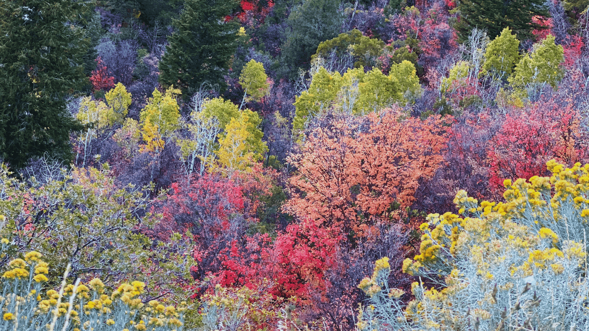 Fall foliage in red, orange, and gold on Mount Timpanogos, Utah, autumn 2026