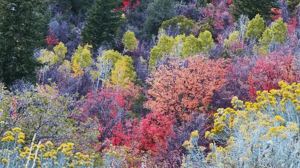 feature image of Utah Fall Colors 2026: Best Spots Near Salt Lake County