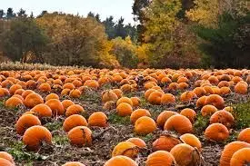 The Weekend in KC: Your Guide to Fall Culture and Family Fun