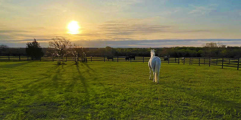 North Dallas equestrian estate with riding arena, barn, and fenced pastures