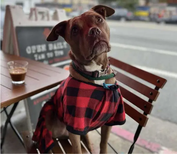Moving to Seattle With a Dog? Start With These 10 Dog Parks