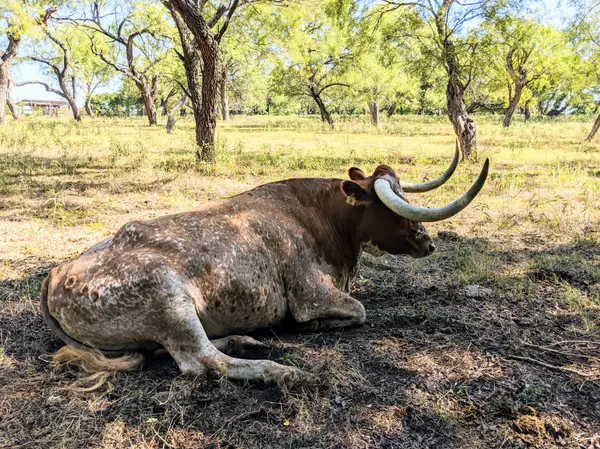 Driftwood, TX Neighborhood Spotlight: Acreage Estates, Wineries, and Hill Country Living,Cheryl Fowlkes