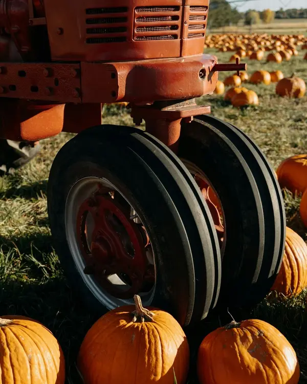 feature image of Fall in Dripping Springs: A Local's Guide to Hill Country Life This Season