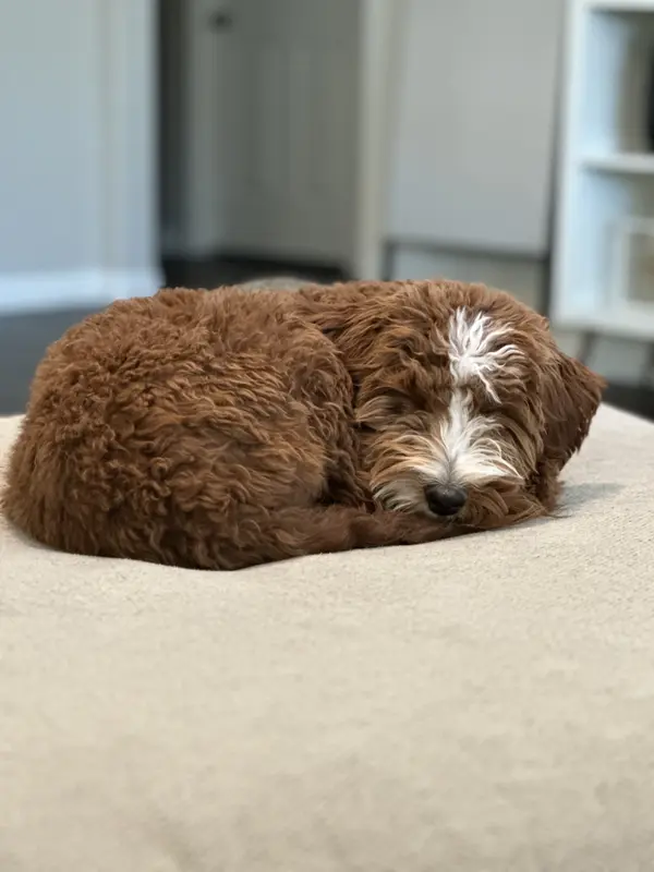 Lady Willow of the house Patton-Golar