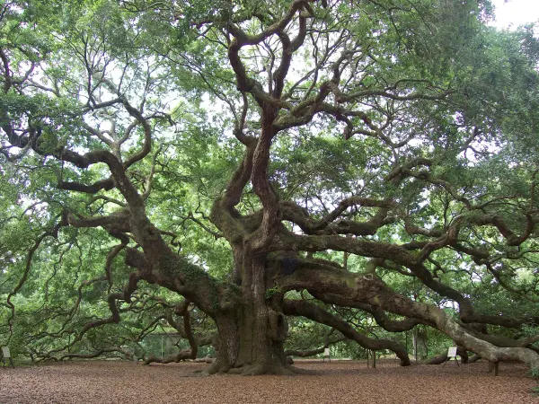 Living on Johns Island: Charleston’s Spacious Lowcountry Retreat,Ashley Walsh