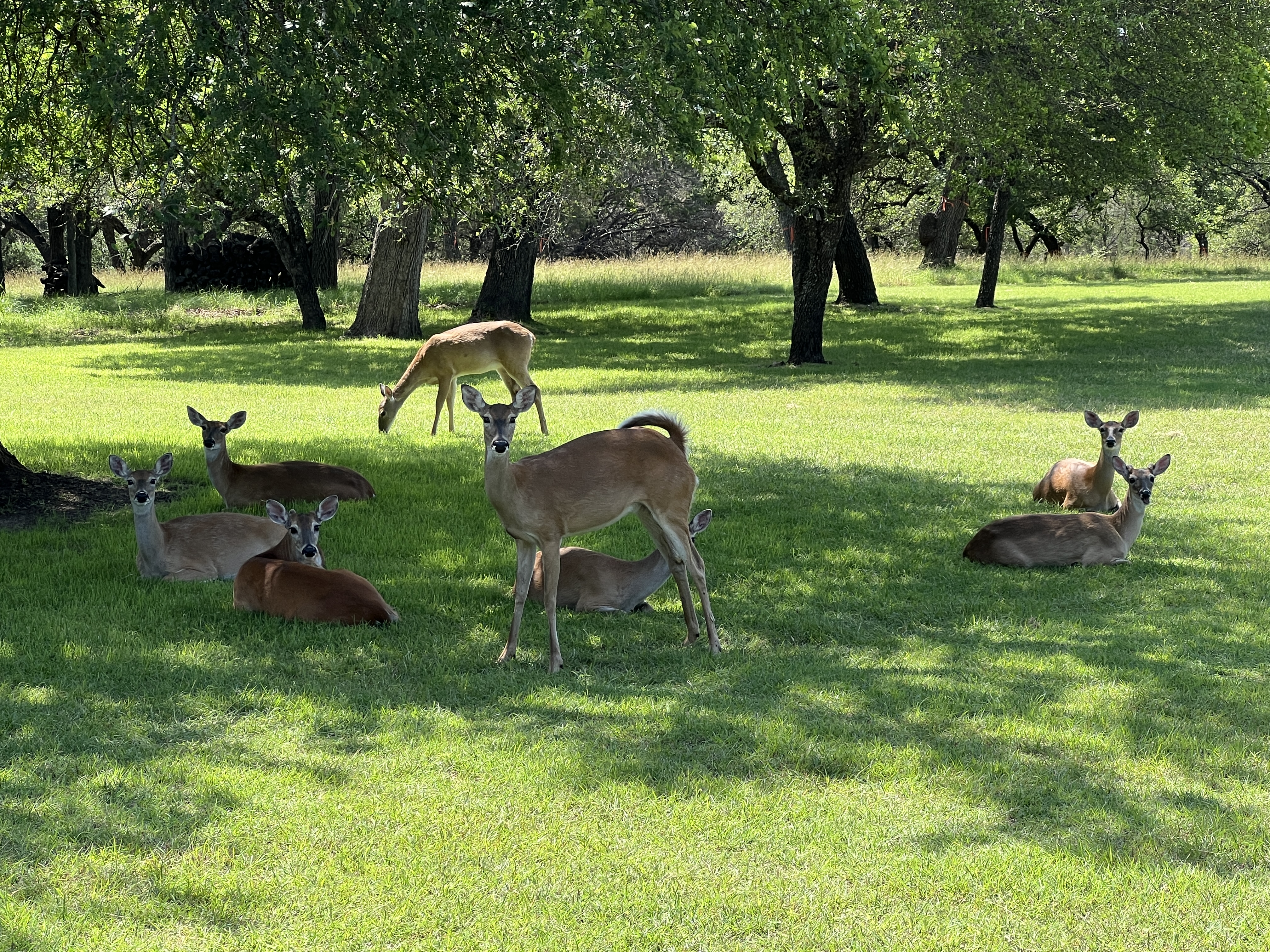 Deer in Gabriels Overlook neighborhood in Georgetown Texas