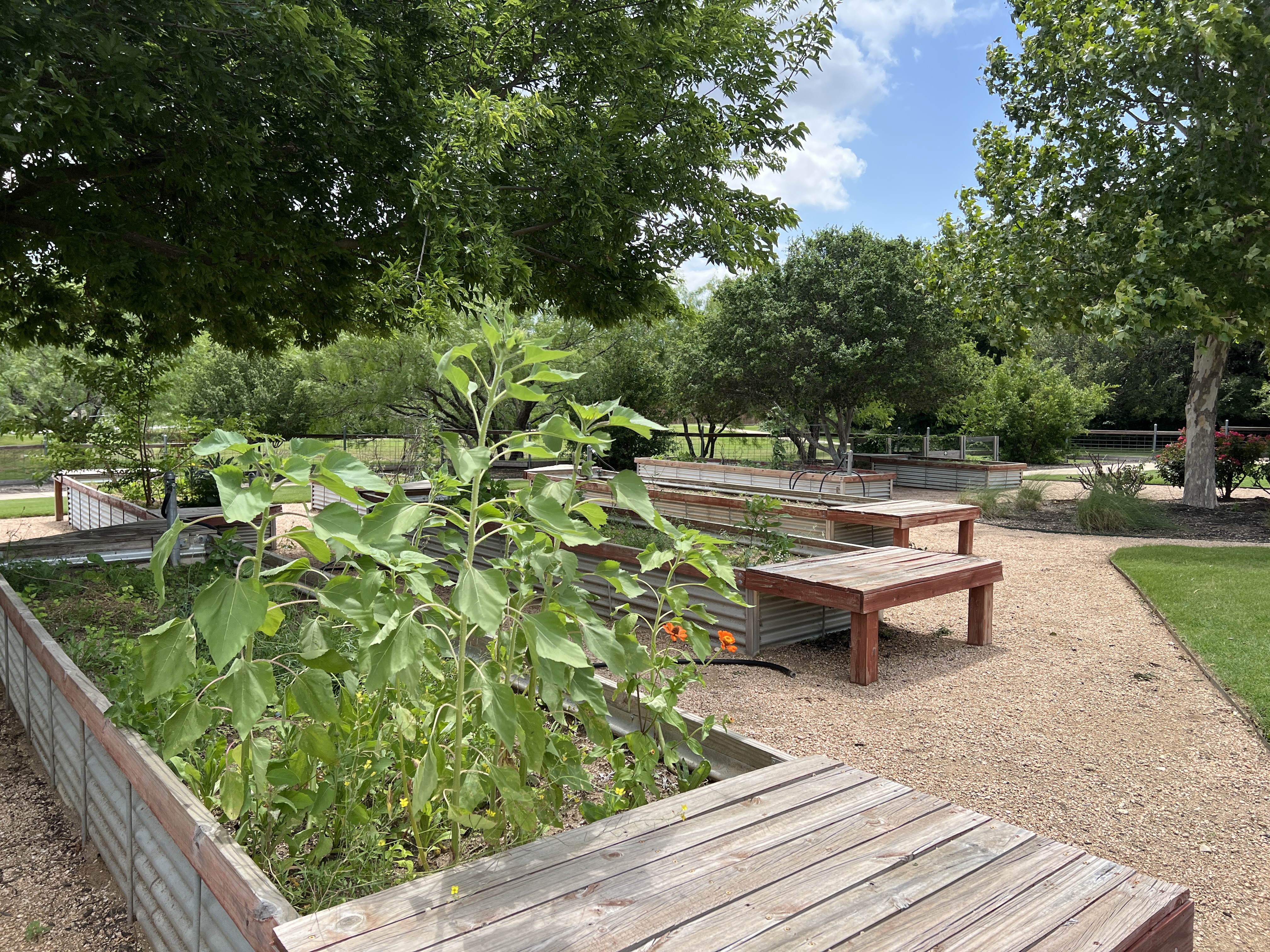 Raised garden beds in Founders Garden at Orchard Ridge Liberty Hill Texas with walking paths and community gardening space