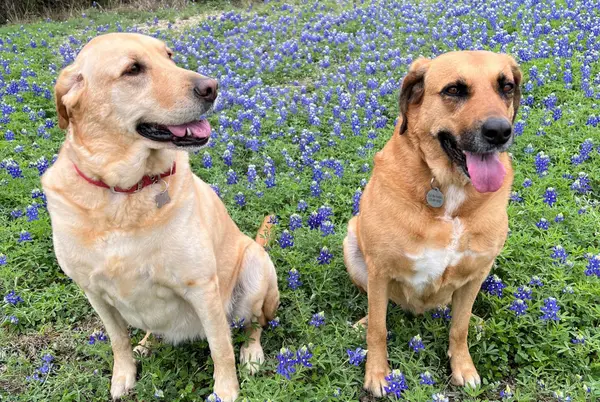haddox-home-team-dogs-bluebonnets-austin-texas