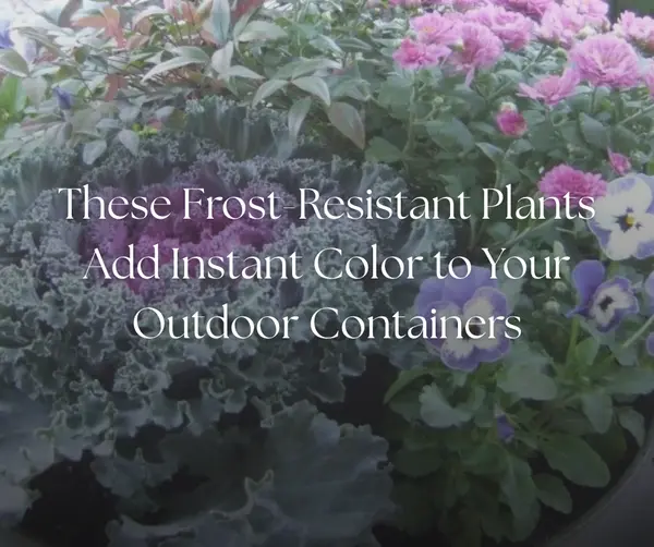 These Frost-Resistant Plants Add Instant Color to Your Outdoor Containers