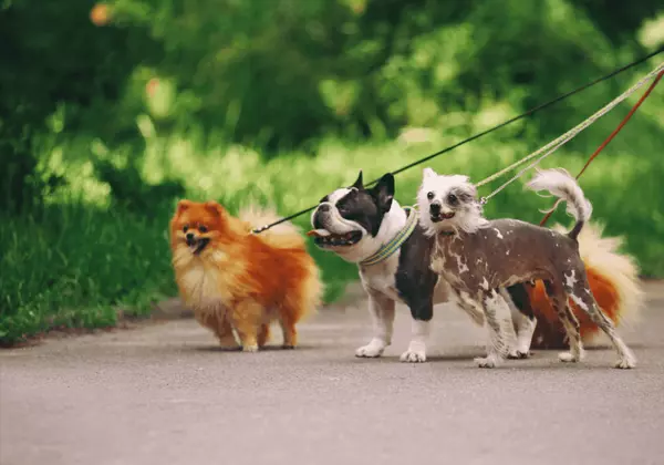 Fun Dog-Friendly Ways to Make Friends in Salt Lake City