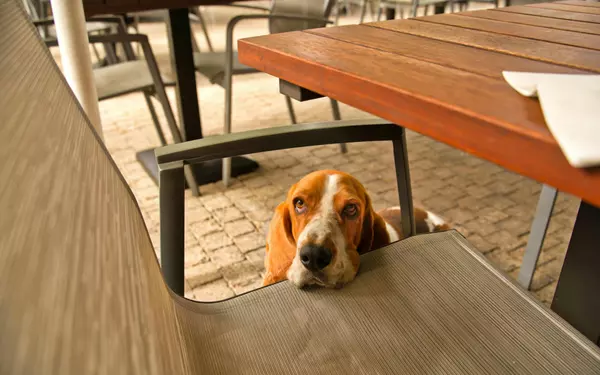 Pet-Friendly Restaurants in Naples FL