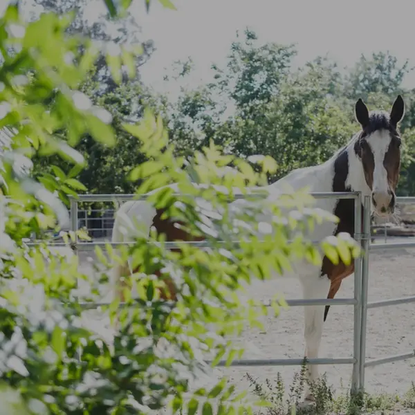Equestrian Boarding facility