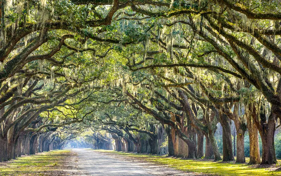 Savannah