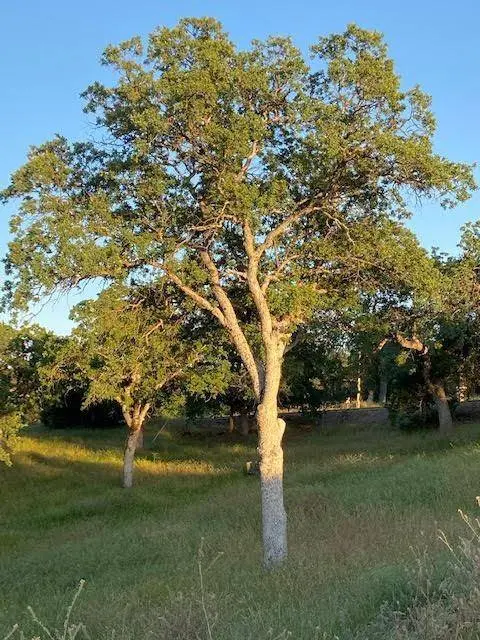 0 Cardinal, Yokuts Valley, CA 93675