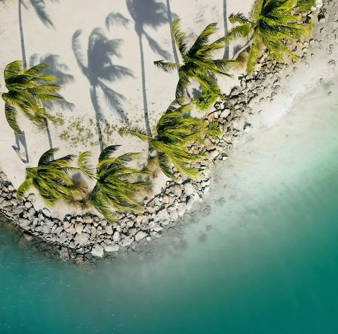 melainey-gunning-florida