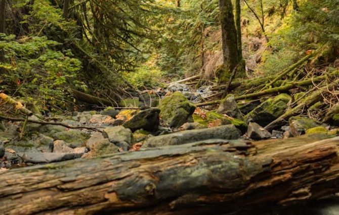 5 Coastal Walking Trails Near Victoria, BC